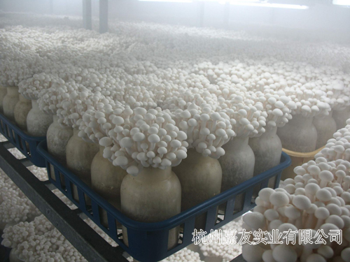 食用菌加湿器